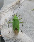 Calocoris alpestris